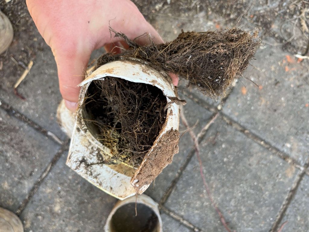 How To Get Rid Of Roots In Plumbing