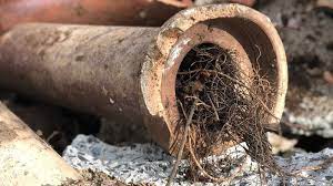 How to Get Rid of Tree Roots in Plumbing Fast & Safely