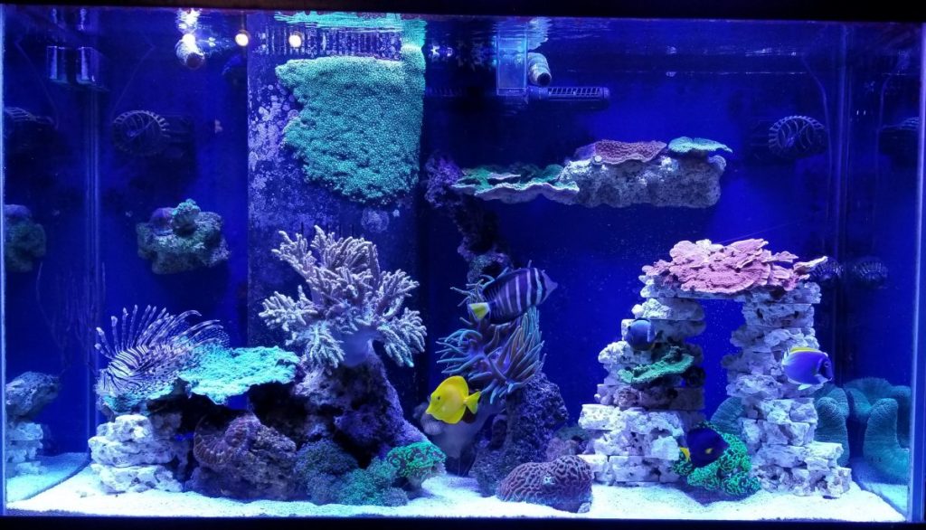 110 Gallon High Reef Ready Framed Aquarium With Plumbing Kit