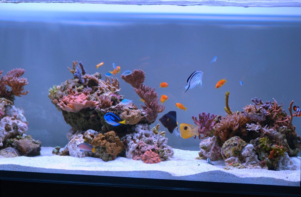 21 Gallon Rimless Reef Ready Frag Aquarium /Plumbing Kit Am13621