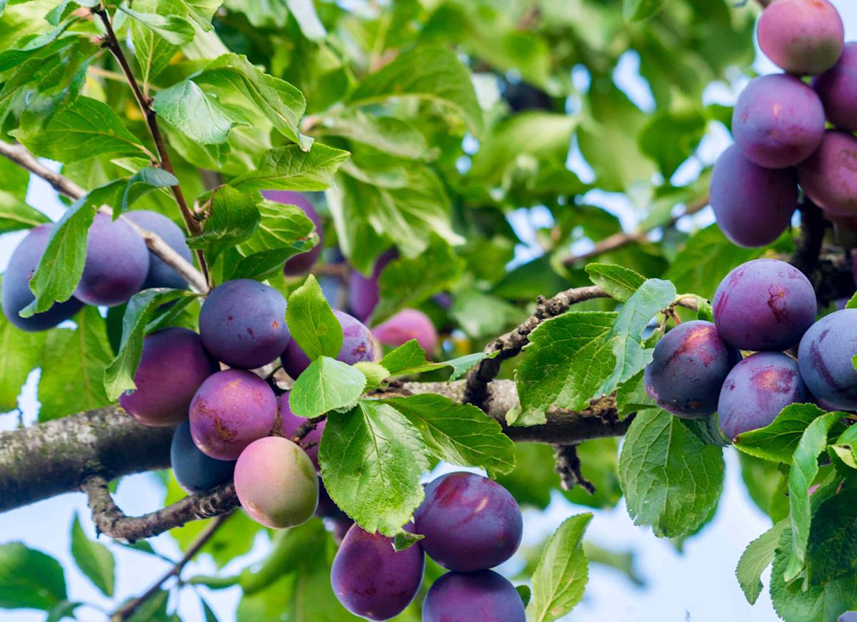 Can a 4-Year-Old Pass a Small Plumb Pit? What Parents Must Know