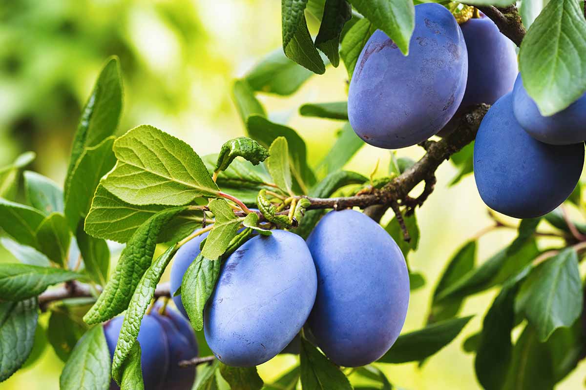 Can I Get Sick From Eating an Overripe Plum?