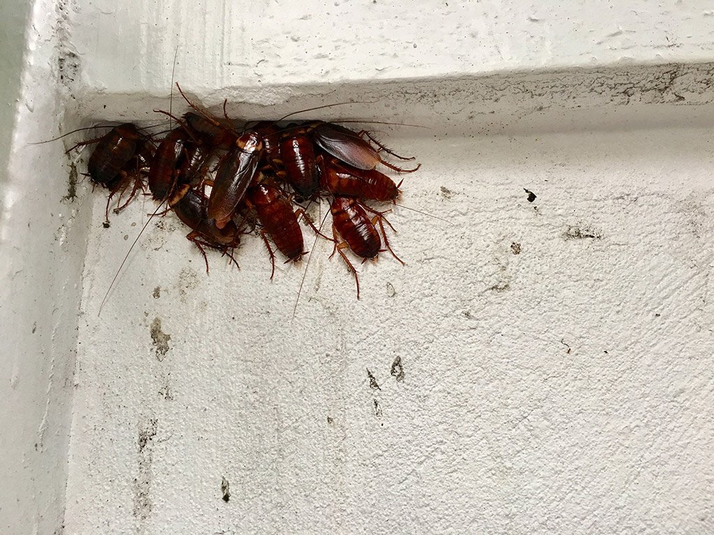 Can Roaches Get Into Outside Plumbing?