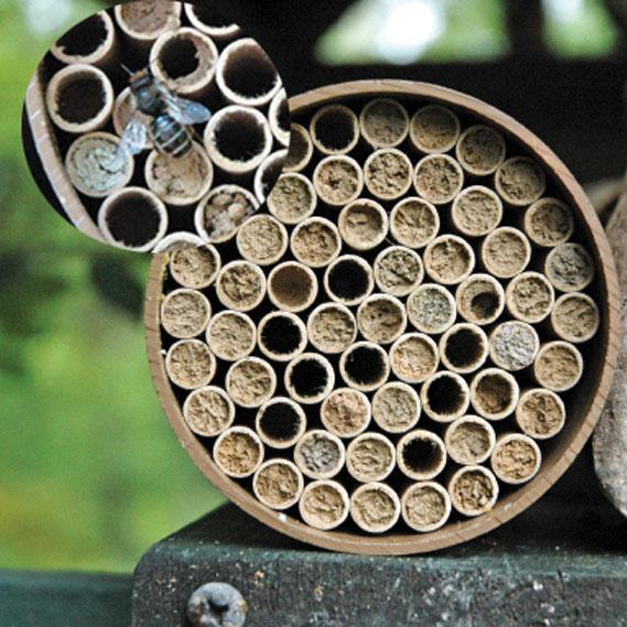 How to Attach My Mason Bee House Using Plumbing Straps