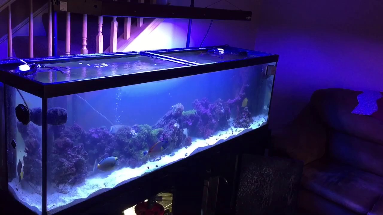 How to Redo Plumbing on Reef Tank While It’s Running