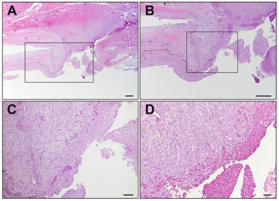 Plumb Et Al 1996: The Iridovirus Found in Wild LMB