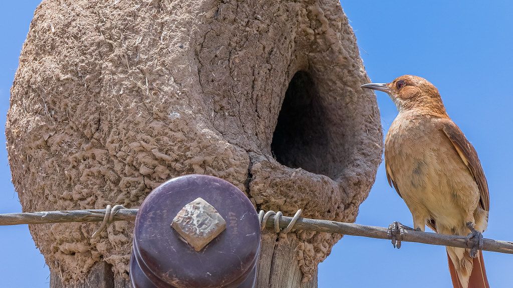 Animals With Indoor Plumbing: Nature’s Tiny Engineers