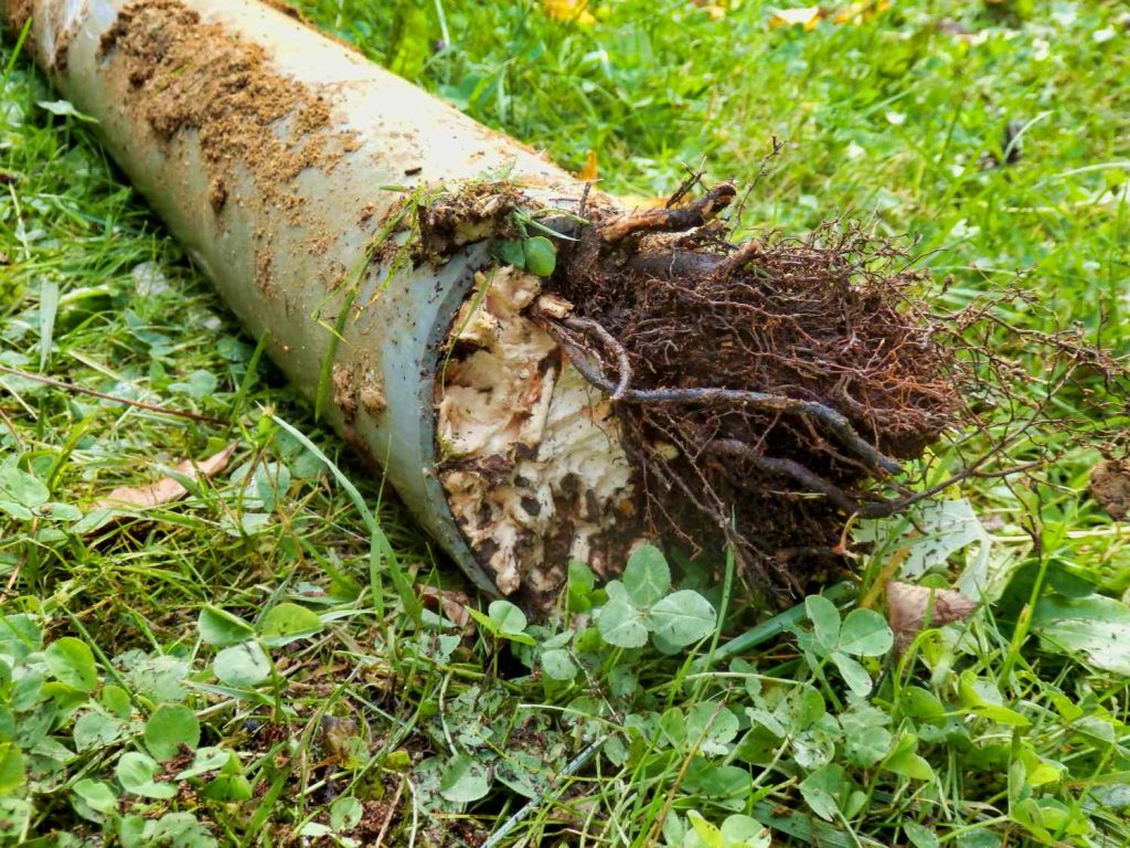 Buying A House With Tree Roots In Plumbing Pipes