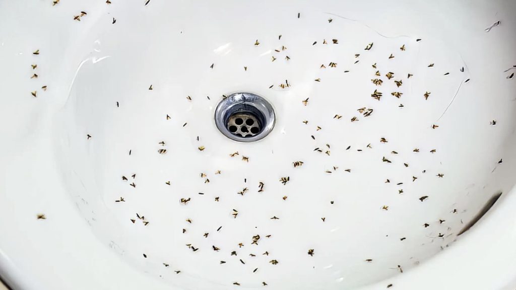 Can Drain Flies Be Exascerbated By A Plumbing Leak