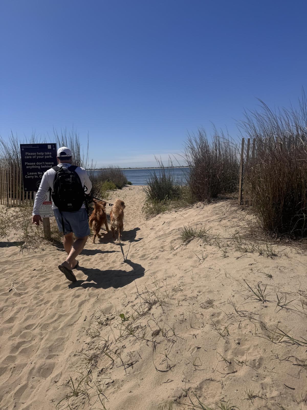 Can I Take My Dog to Plum Beach? The Ultimate Guide
