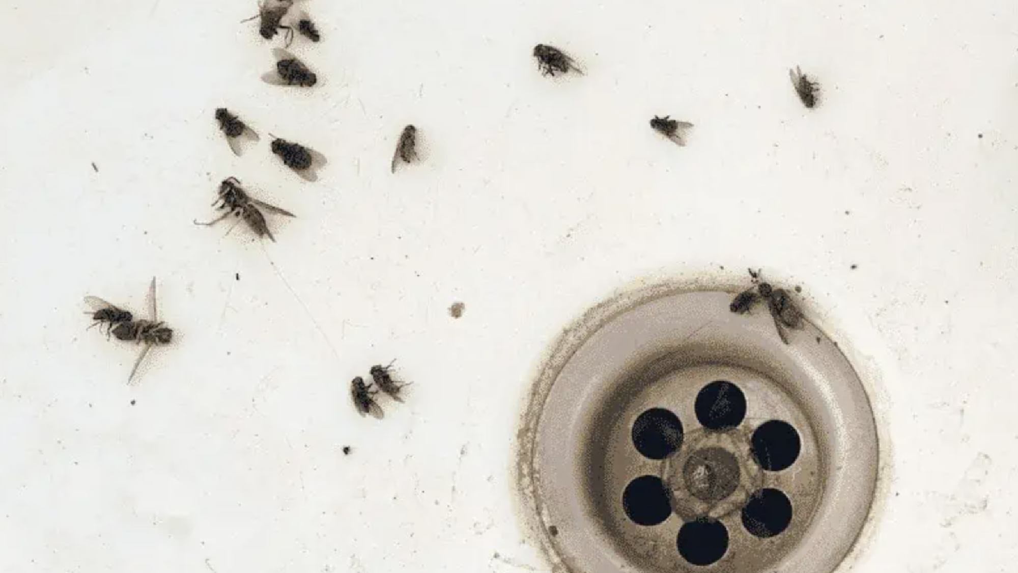 Can Gnats Enter Homes Through Plumbing?