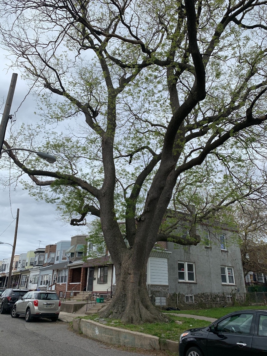 City Tree In Philadelphia Is Danger To My Plumbing