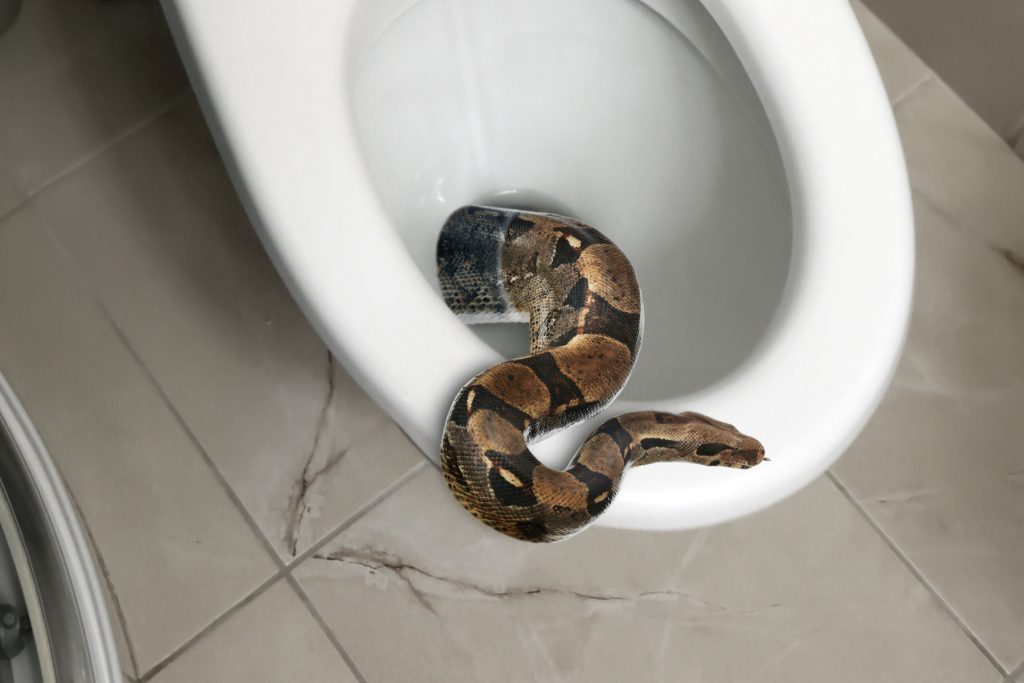 Did A Florida Plumber Find A Huge Snake Picture