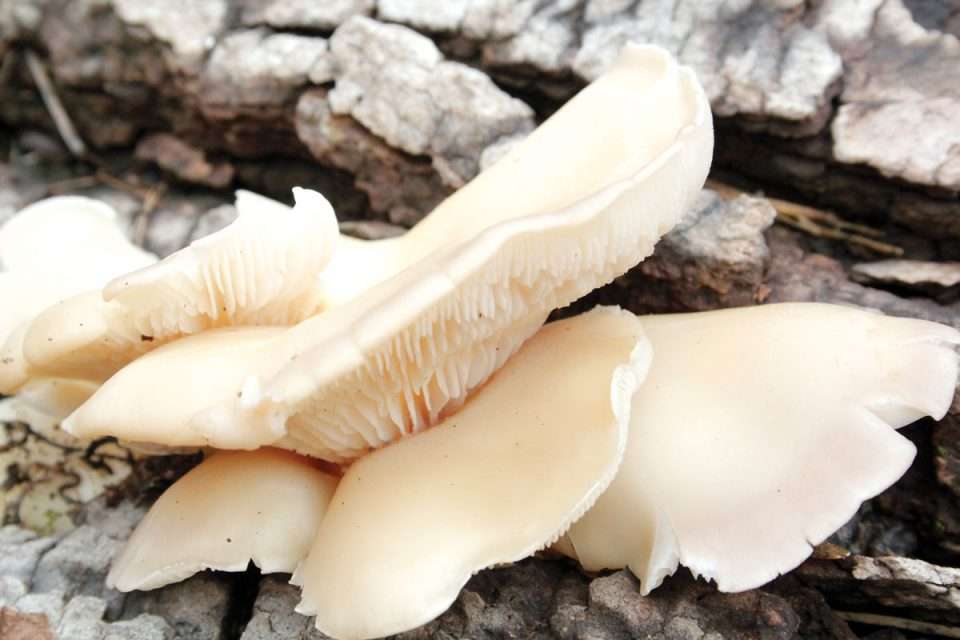 Fungus in Plumbing That Looks Like Oyster Gills
