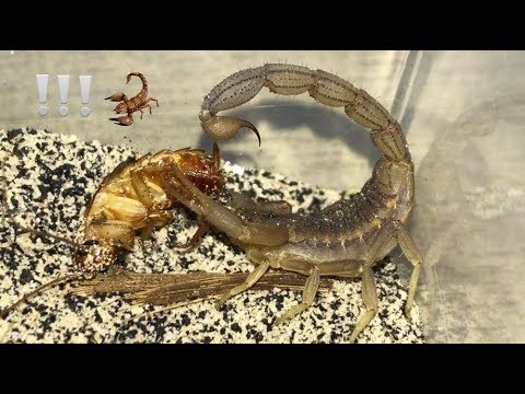 How Scorpions Enter Plumbing: Stop Them Now