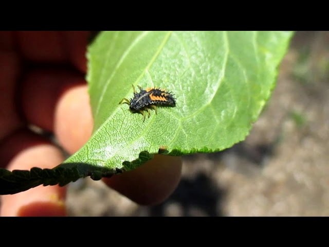 How to Kill Bugs in a Plum Tree: Expert Guide
