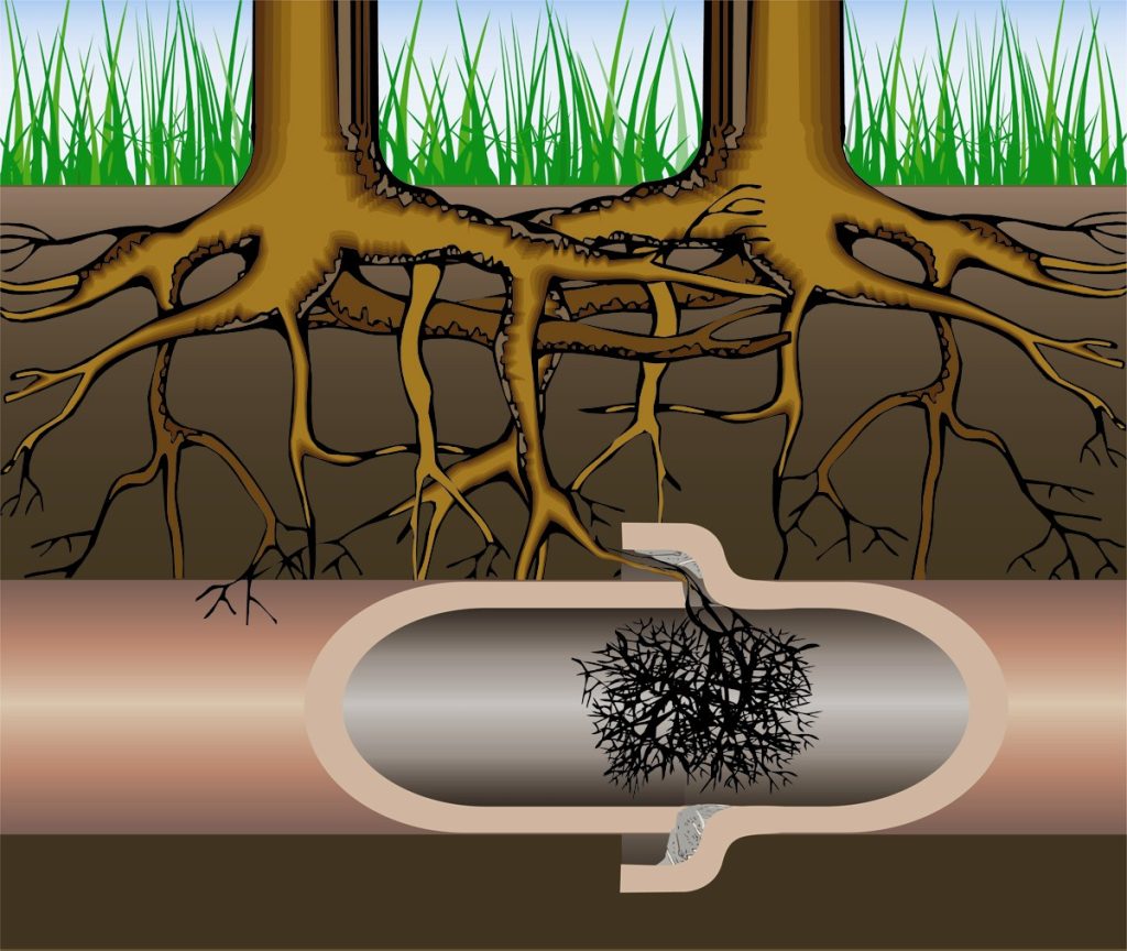 How Does Plumbing Act When You Have Tree Roots