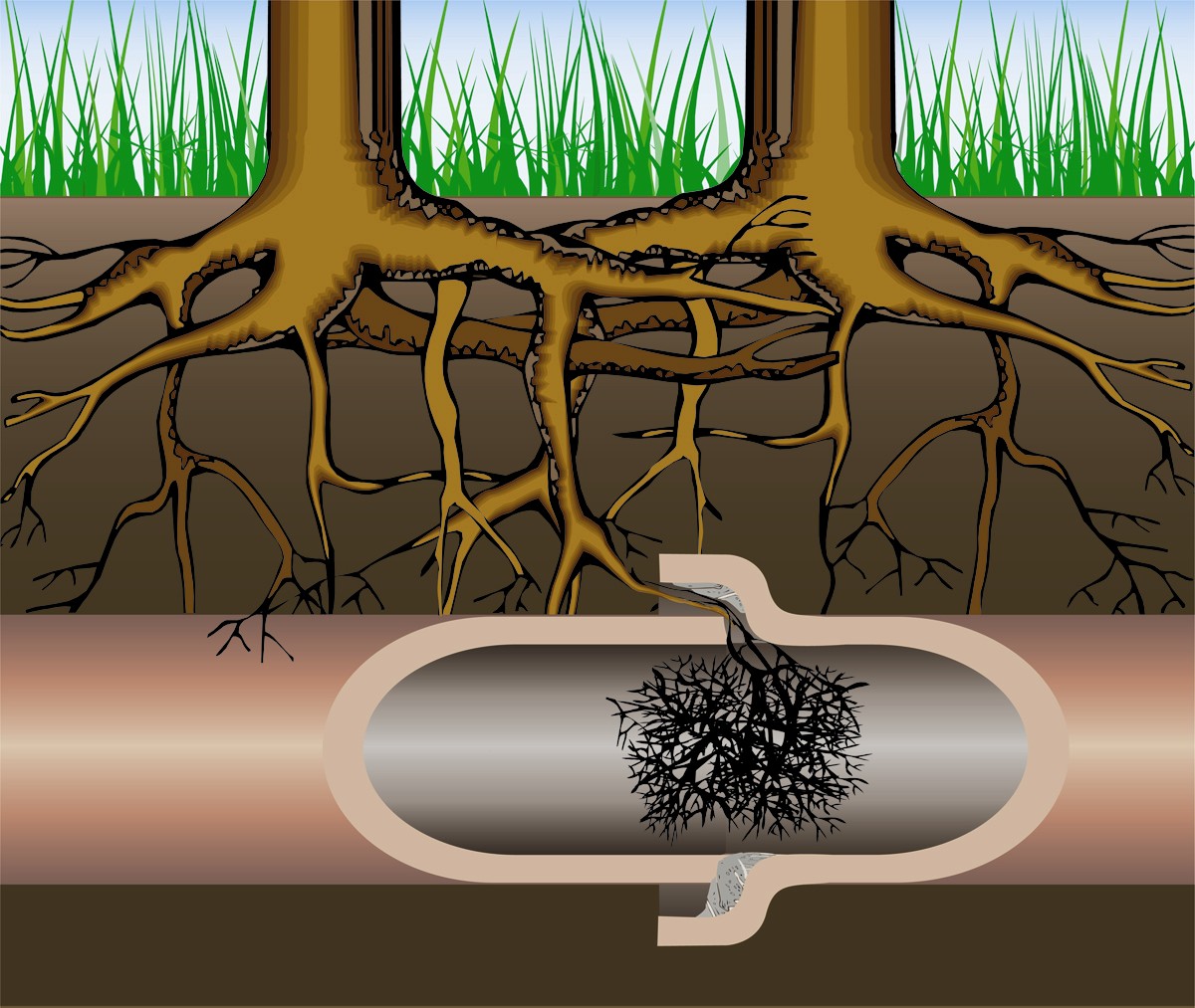 How Tree Roots Ruin Plumbing: Signs & Fixes