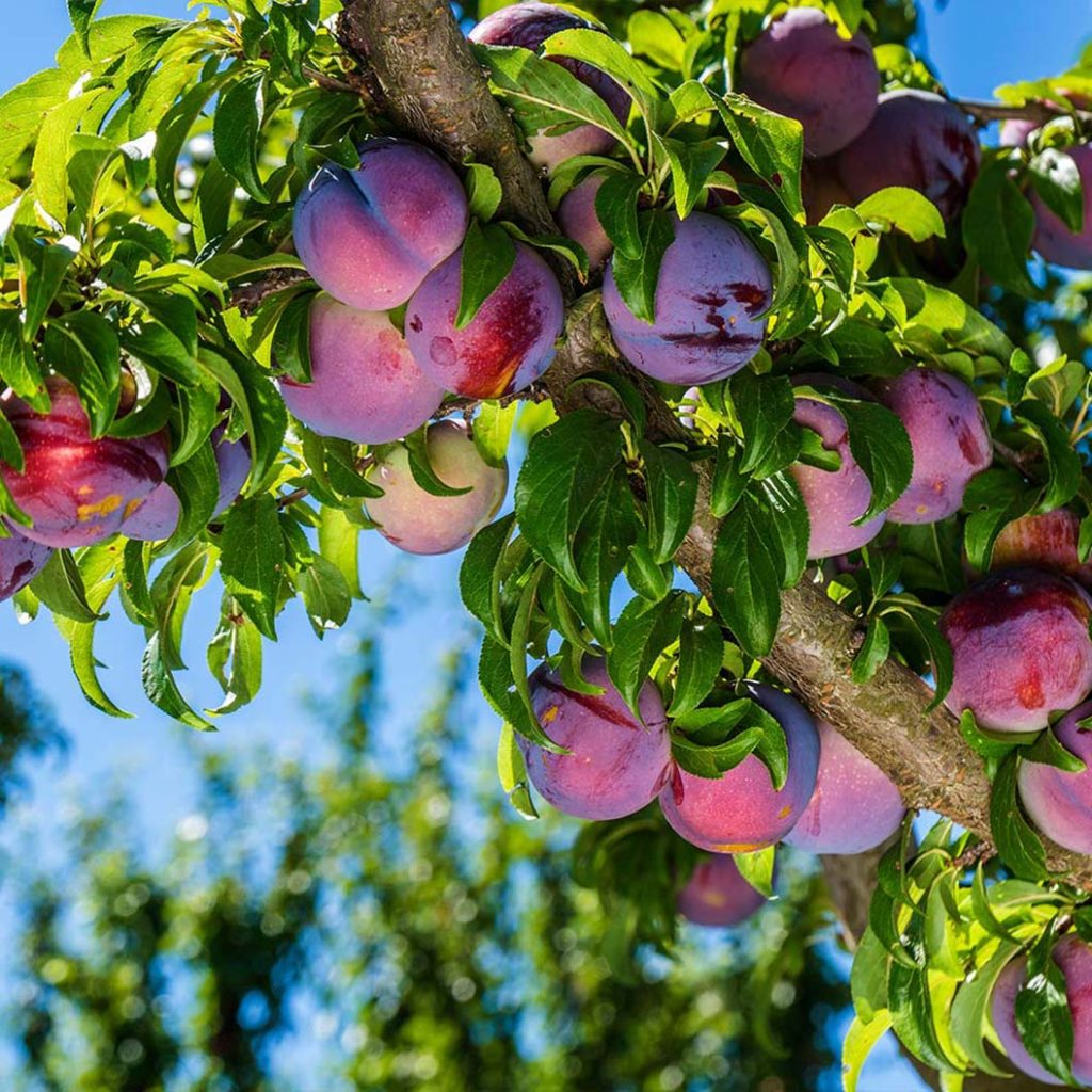 How Long To Pick A Half Bushel Of Plumbs