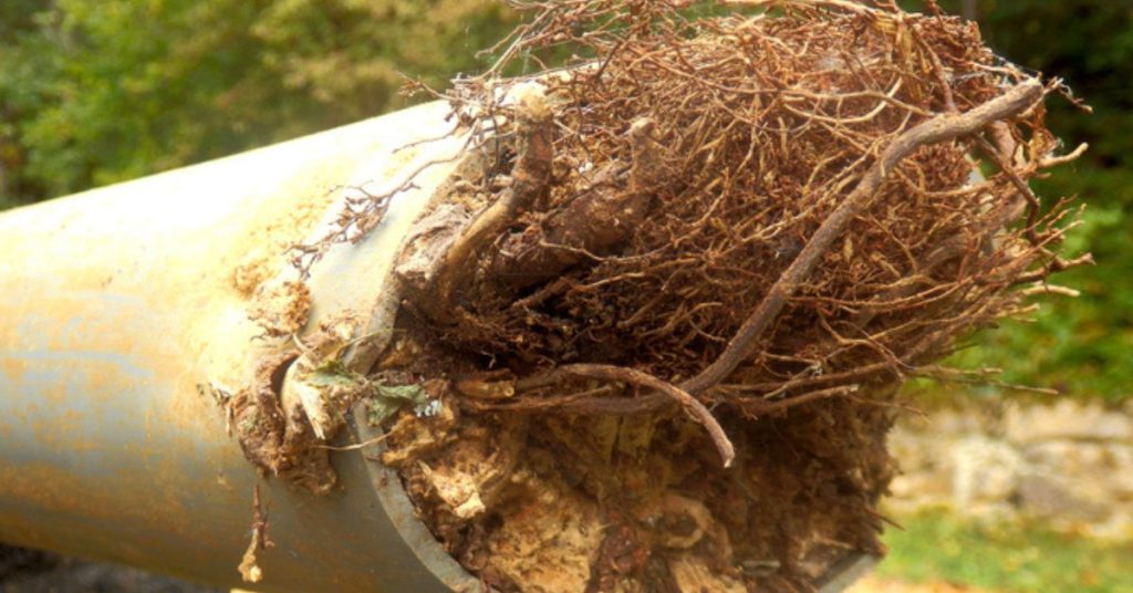 How Much Cost Remove Root Mass Main Line Plumbing