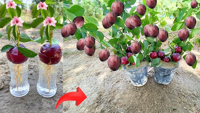How To Grow A Plum Tree From A Seed: The Ultimate Guide