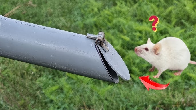 Stop Sewer Rats in Toilet: Proven Fixes