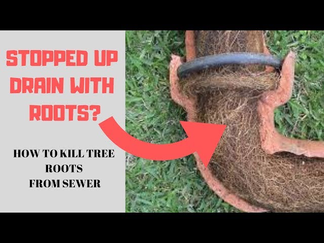 How To Kill Plants Growing Roots In The Plumbing
