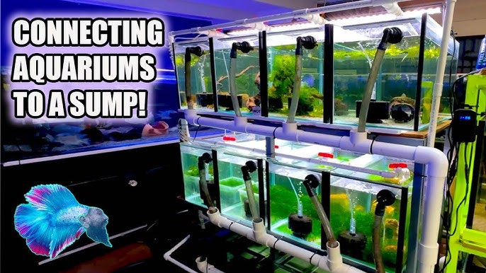 How To Plumb 6 Tanks Into One Sump Filter
