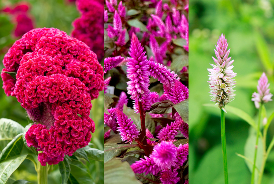 How To Take Care Of A Plumbed Kimono Celosia