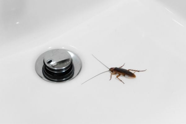 Is It Possible That Cockroaches Come From The Plumbing
