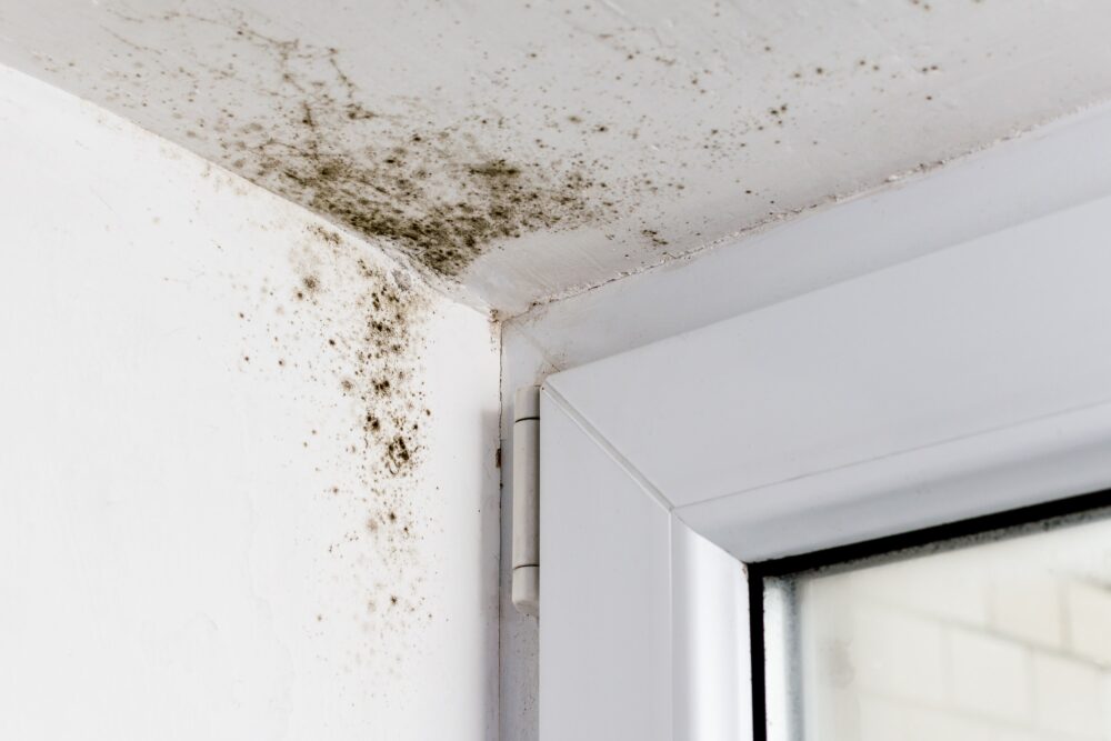 Is There A Plumbing Specialist That Also Handles Mold?