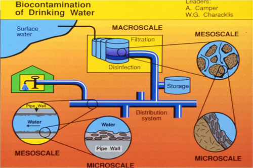 Modeling Heterotrophic Bacteria in Drinking Water Plumbing