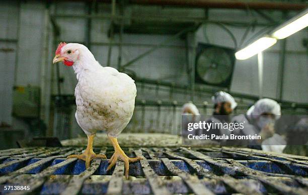Picture Of A Kosher Chicken That Has A Plumba: Guide