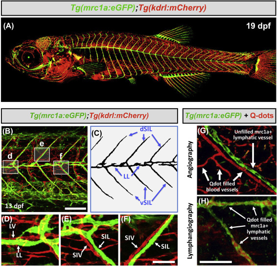 Plumbing Vascular Mysteries With Zebrafish