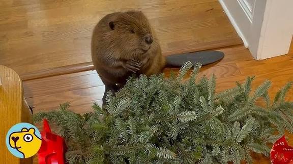 Animals That Build Their Homes With Indoor Plumbing