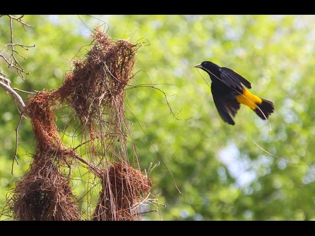 Animals That Build Their Homescomplete With Indoor Plumbing