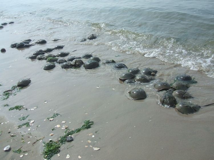 Can You Find Seashells At Plumb Beach Ny
