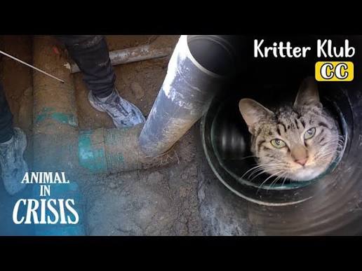 Cat Stuck in Plumbing Pipe: Emergency Guide